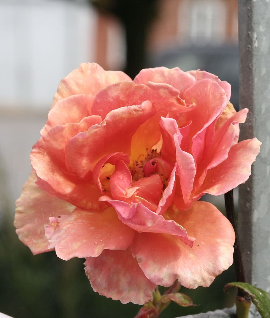 Flower, Carnation, Close, petal, pink color, fragility, rose - flower HD wallpaper