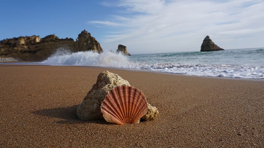 portugal, seaside, shell, land, beach, water, sand, beauty in nature HD wallpaper