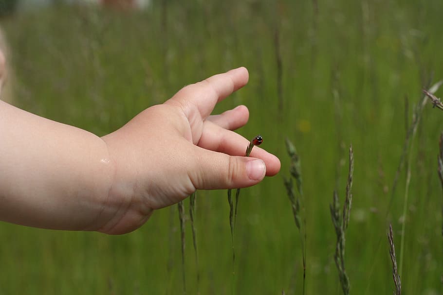Ladybug, Grass, Green, Red, Hand, Child, palm, meadow, contact HD wallpaper