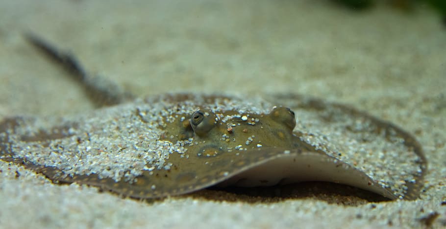 rays, animals, underwater, meeresbewohner, nature, fauna, sea HD wallpaper