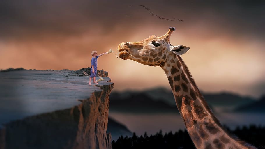 Download A Giraffe Standing On A Blue Background Wallpaper