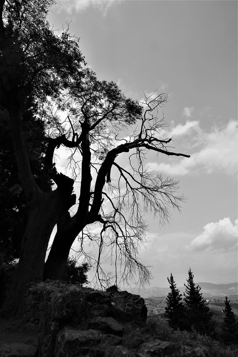 tree, sky, branches, landscape, gnarled, dead plant, nature HD wallpaper