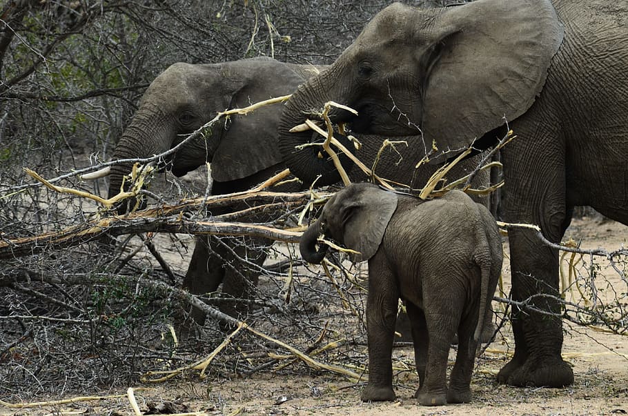 elephant, baby elephant, african bush elephant, young elephant, HD wallpaper