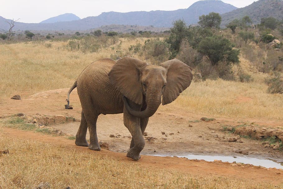 elephant in forest, natural, kenya, animal themes, animals in the wild HD wallpaper
