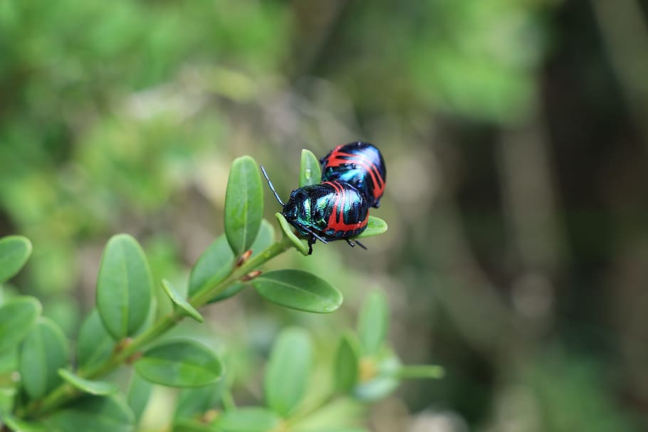 nature, outdoors, leaf, summer, little, insect, animal themes HD wallpaper