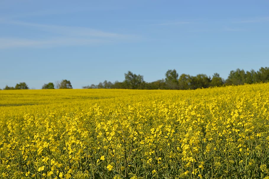 Field, Yellow, Bed, rapsmark, summer, yellow fields, canola HD wallpaper
