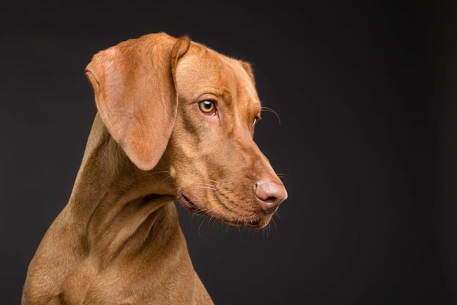 closeup photography of adult mahogany vizsla, dog, animal, my favorite