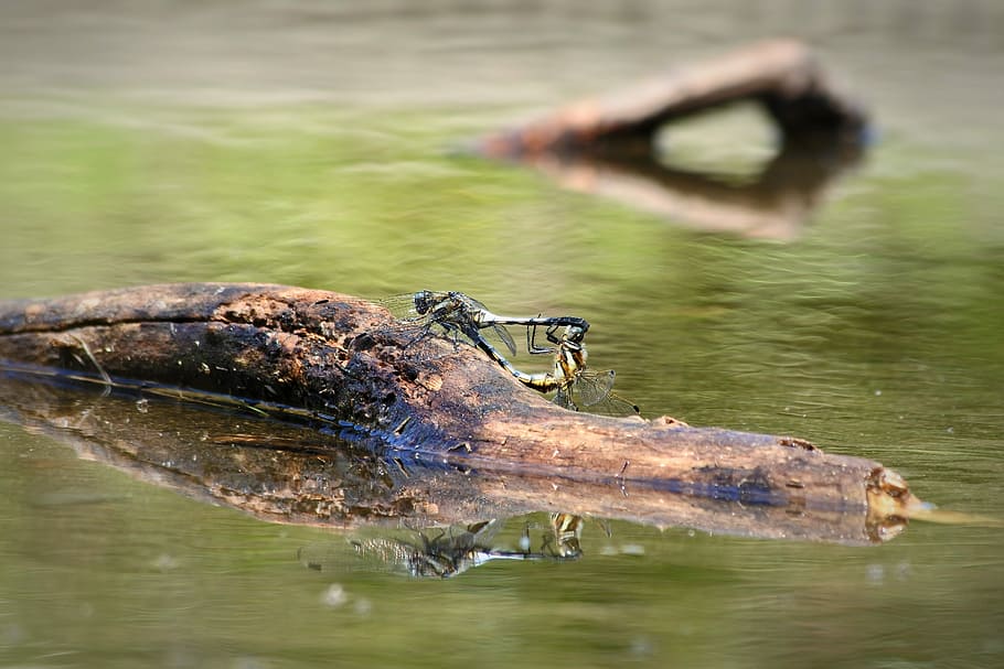 Natural, Landscape, Insect, Dragonfly, wood, pond, water, reflection HD wallpaper