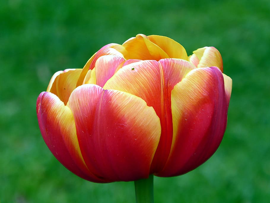tulip, red, yellow, spring, lily, keukenhof, flower, nature, HD wallpaper