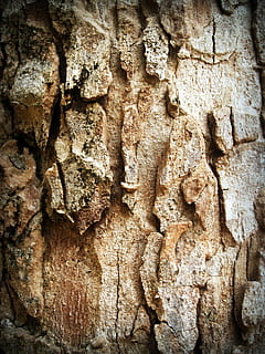 Bark, Tree, Wood, Pine, Background, abstract, skin, board, surface HD wallpaper
