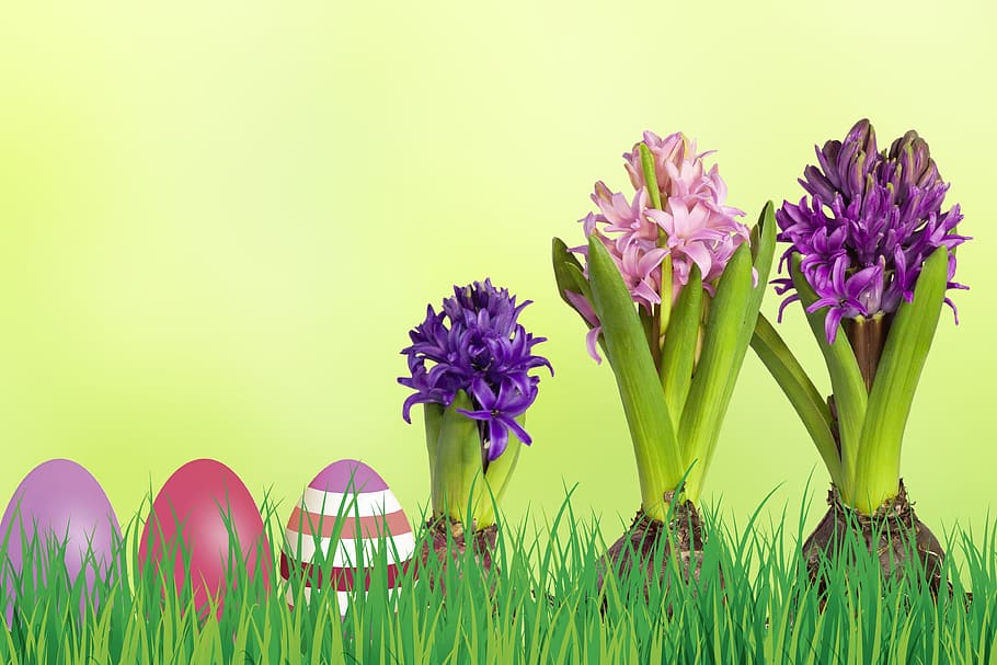 three purple and pink Hyacinth flower, easter, grass, nature HD wallpaper