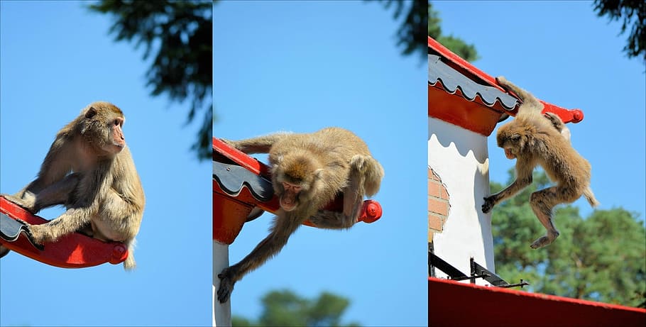 Monkey, Ape, Series, Macaque, Primate, animal, wildlife, zoology HD wallpaper