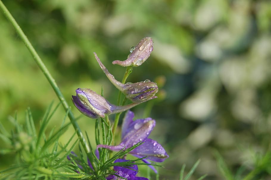 buds, dew, bloom, blue flower, consolida regalis, grass cornet HD wallpaper
