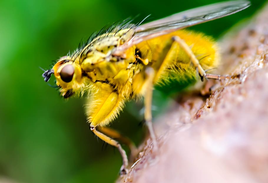 Fly, Insect, Macro, nature, animal, close-up, green Color, animal Wing HD wallpaper