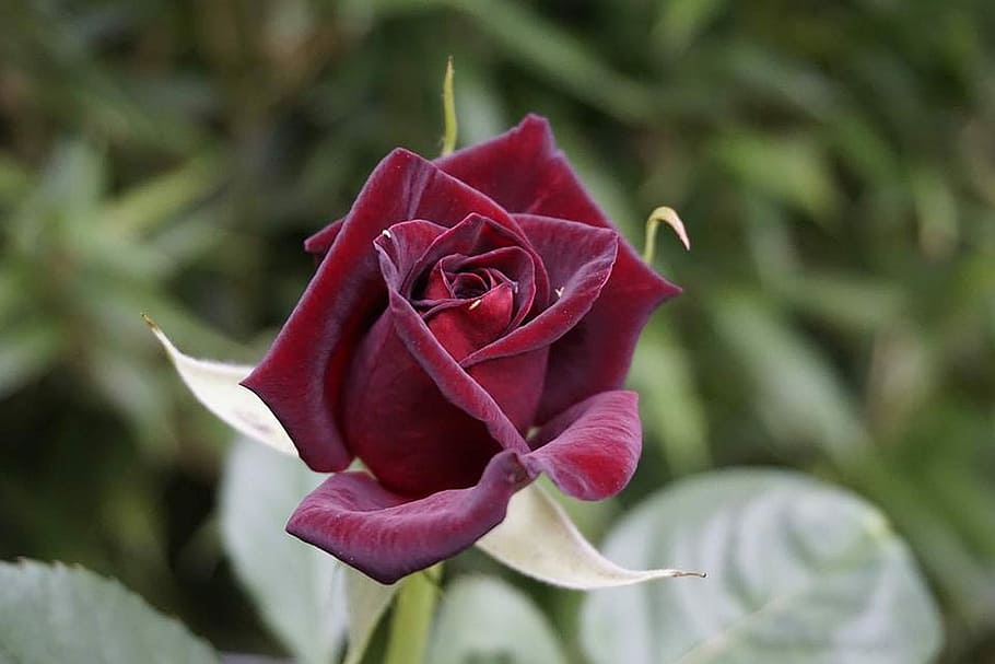 close-up photo of red rose, flower, nature, plant, leaf, floral HD wallpaper