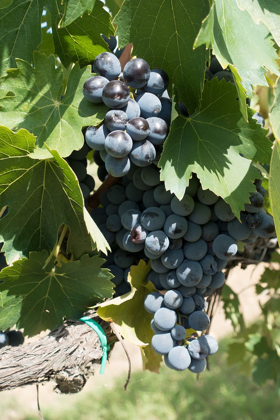 winegrowing, grape, vine, vineyard, nature, autumn, agriculture HD wallpaper
