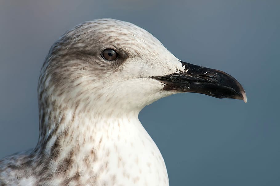 Seagull, Ave, Bird, Wings, bird watching, nature, beak, one animal HD wallpaper