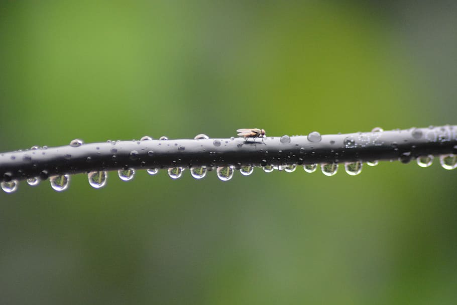 Black Sivk, after the rain, blurred background, bubbles, close-up HD wallpaper
