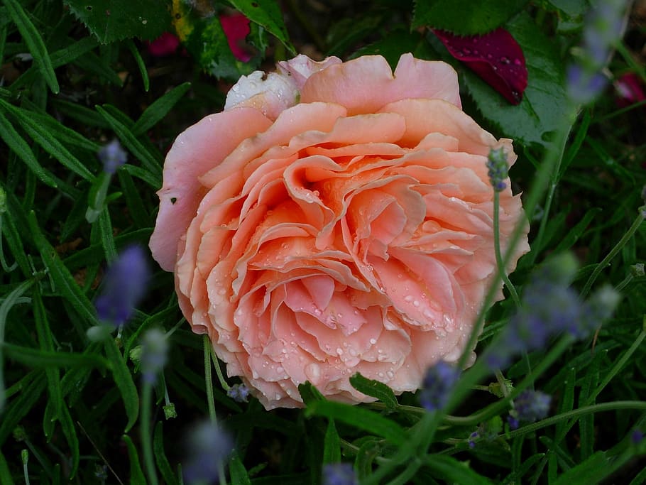 rose, dew, flower, blossom, bloom, rose bloom, plant, drop of water HD wallpaper
