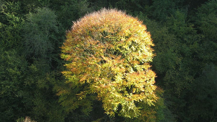 tree, autumn, leaf, trees, nature, landscape, golden autumn HD wallpaper