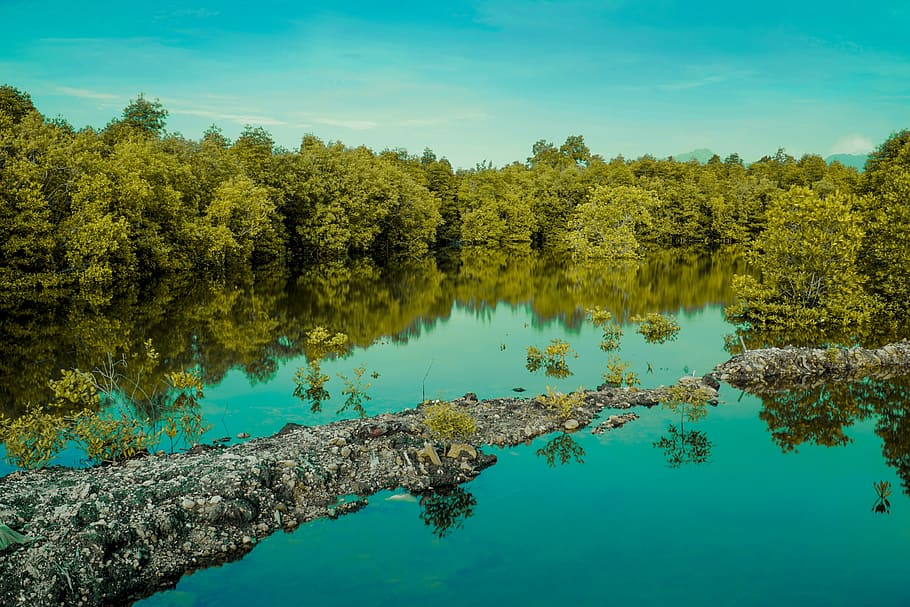 nature, tree, water, landscape, reflection, tranquility, plant HD wallpaper