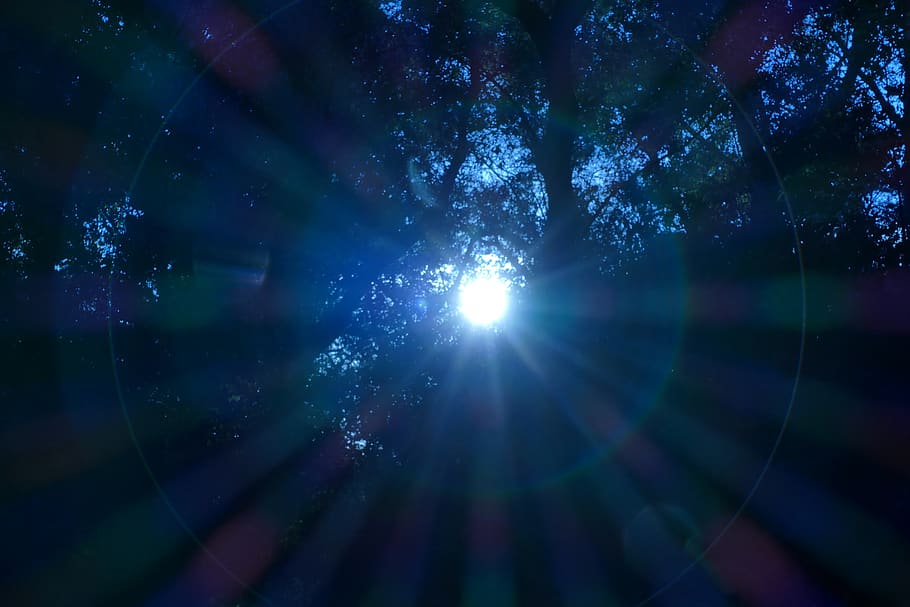 sun, rays, nature, forest, trees, lens flare, sunbeam, sunlight HD wallpaper