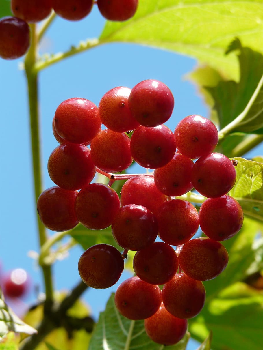 Berries, Close, Macro, red, ordinary snowball, ripe, fruits, HD wallpaper