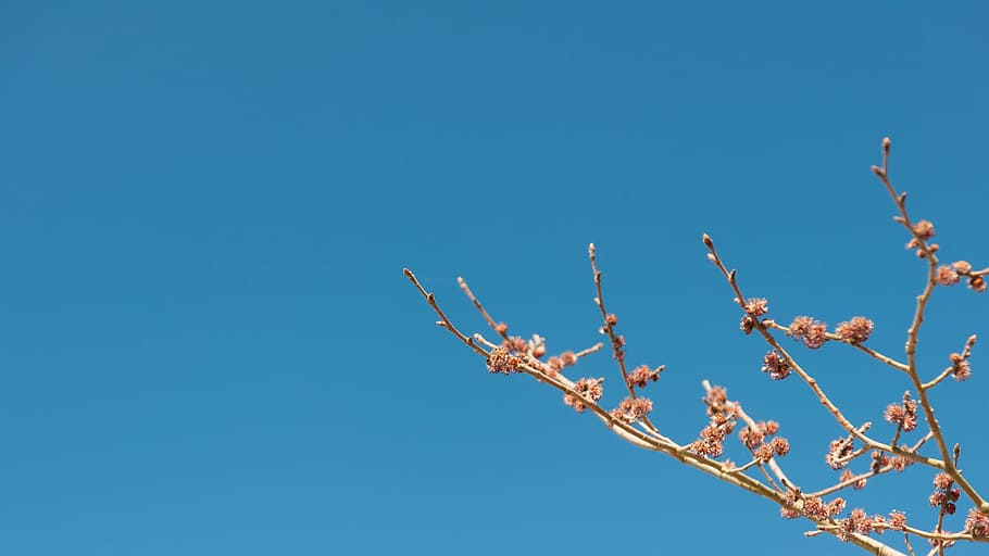 orange flowering tree in bloom, branch, sky, blue, clear sky HD wallpaper