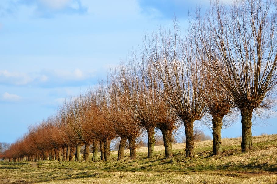 bare trees, pollard, willow, pollarded willow, winter, tree lined HD wallpaper
