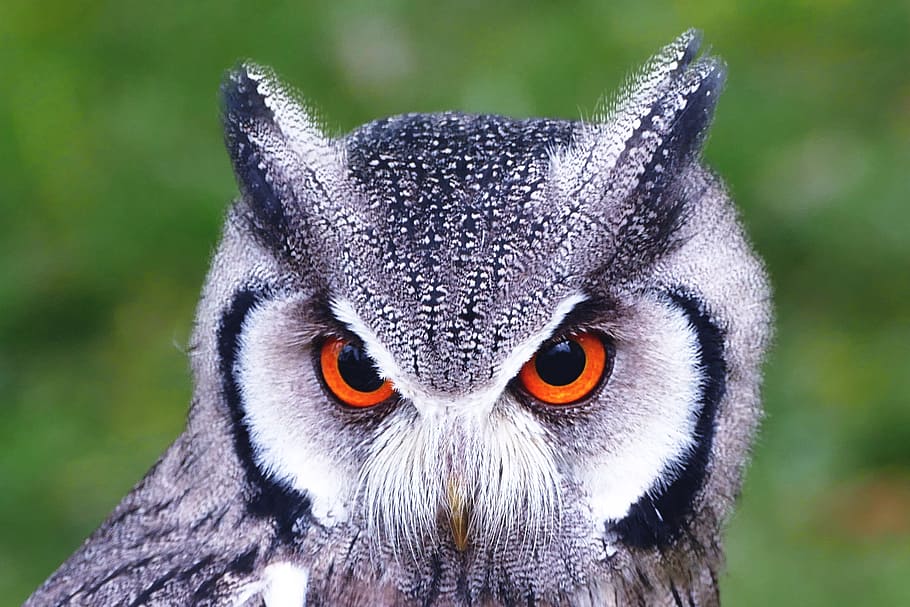 HD wallpaper: Closeup shot of owl bird, nature, animal, animals, birds,  wildlife | Wallpaper Flare