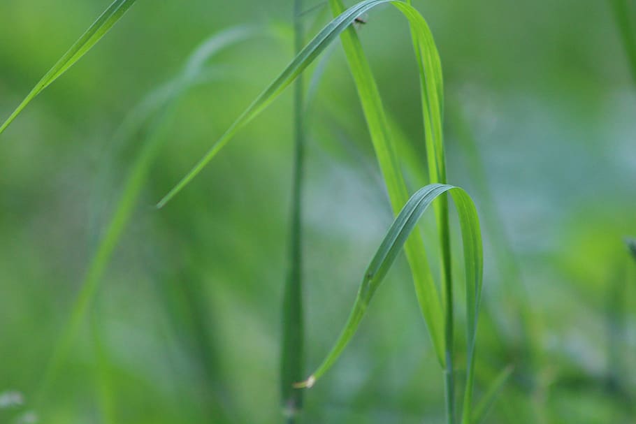 green, leaf, garden, fresh, green color, plant, growth, beauty in nature HD wallpaper