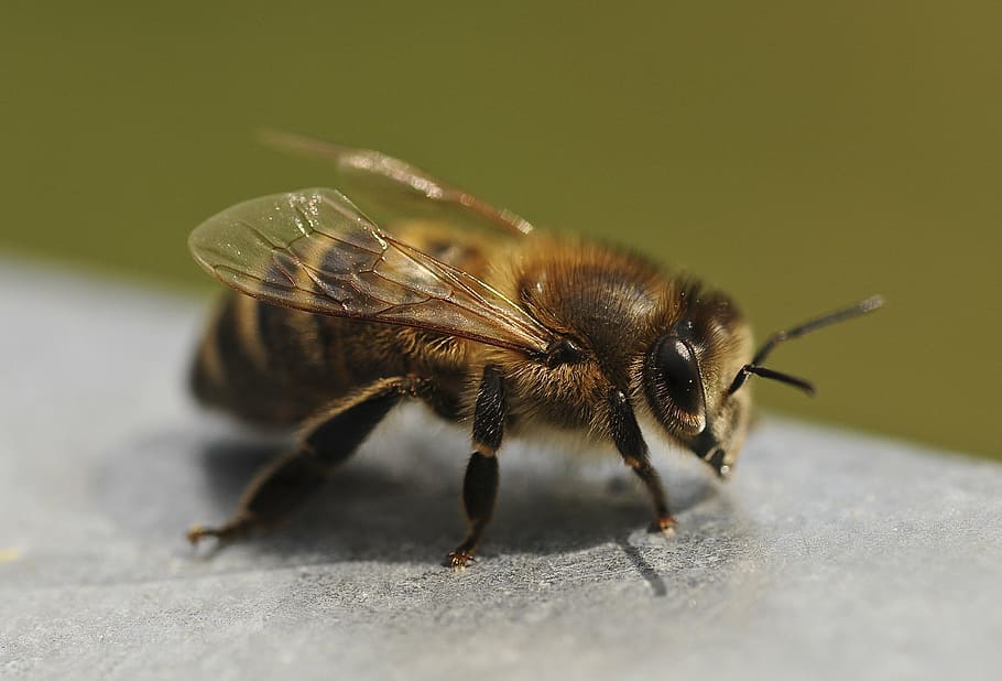 macro shot photography of honeybee on grey surface, close, insect HD wallpaper