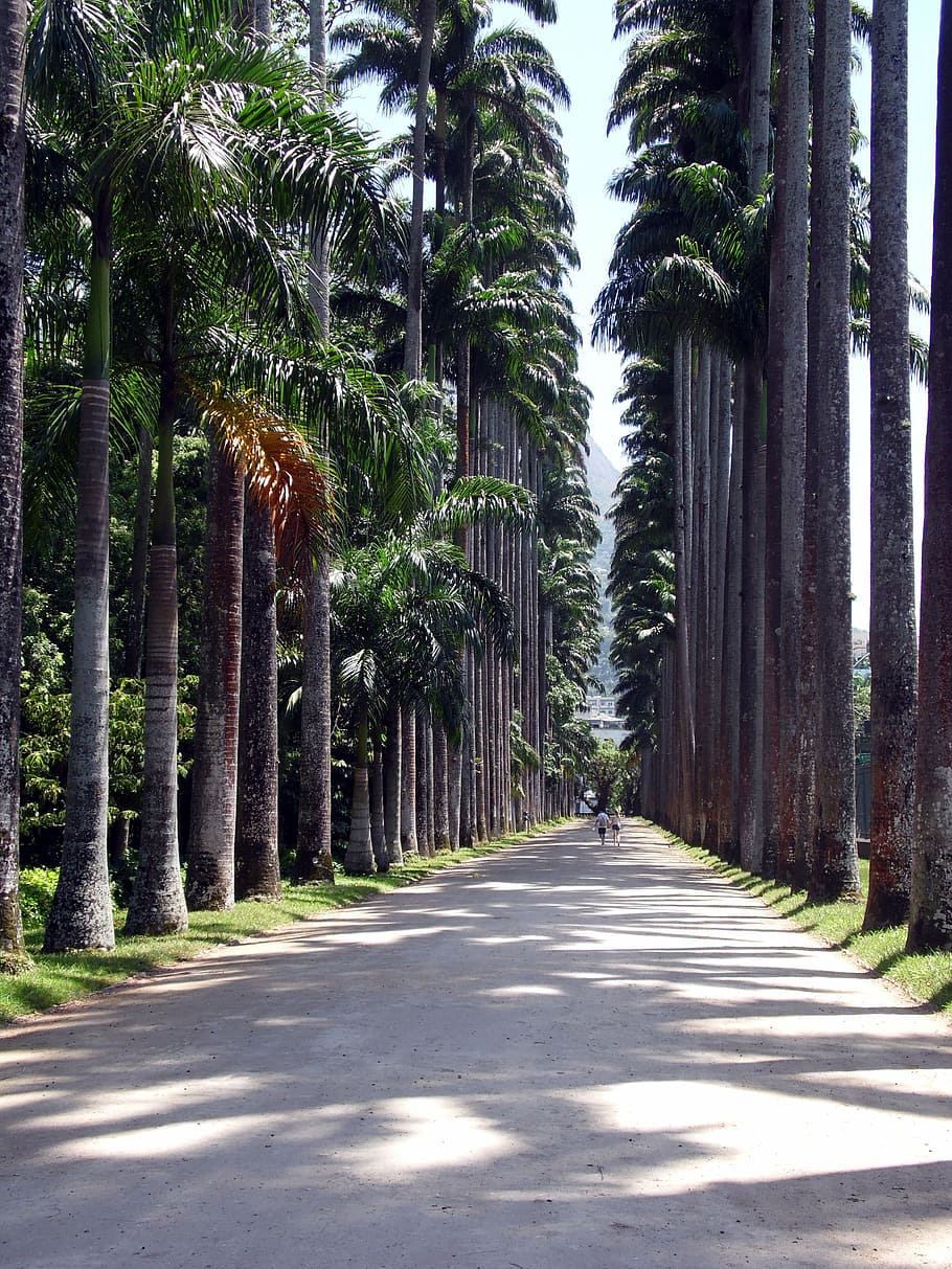 path, trees, nature, botanical garden, rio de janeiro, forest HD wallpaper