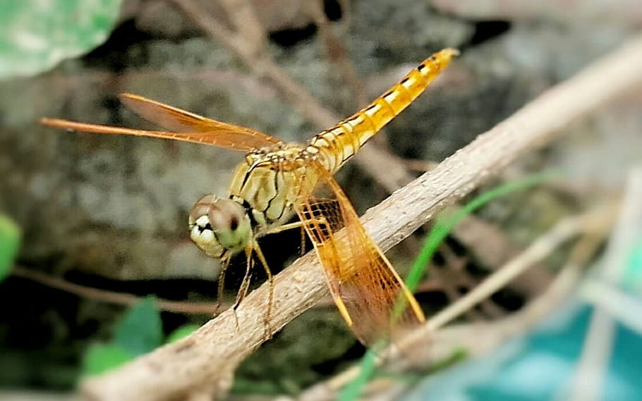 Dragonfly on a stick, bug, flying, photos, insect, public domain HD wallpaper