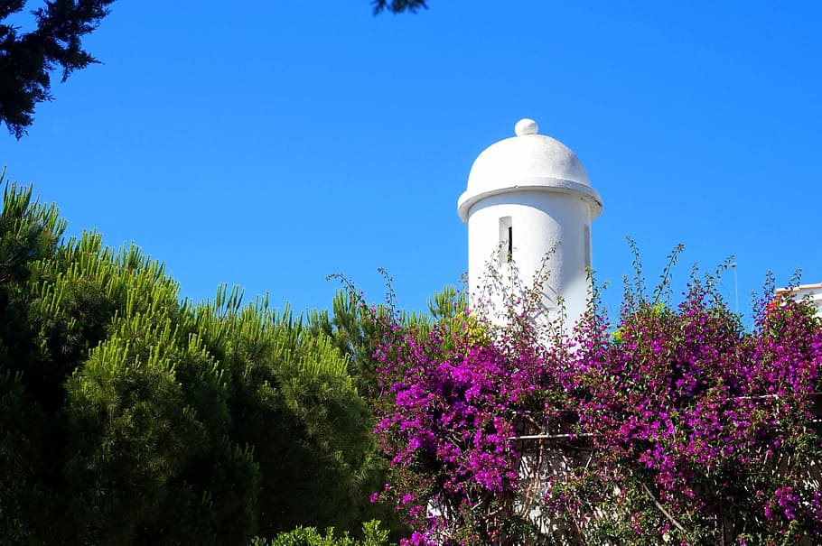 tree, sky, architecture, plant, growth, nature, flower, flowering plant HD wallpaper