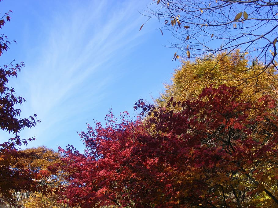 autumn, sky, tree, plant, growth, change, low angle view, beauty in nature HD wallpaper