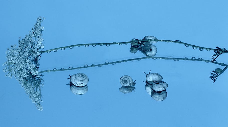 snails, shell, reflection, mirror, my saturday, blue, animal themes HD wallpaper