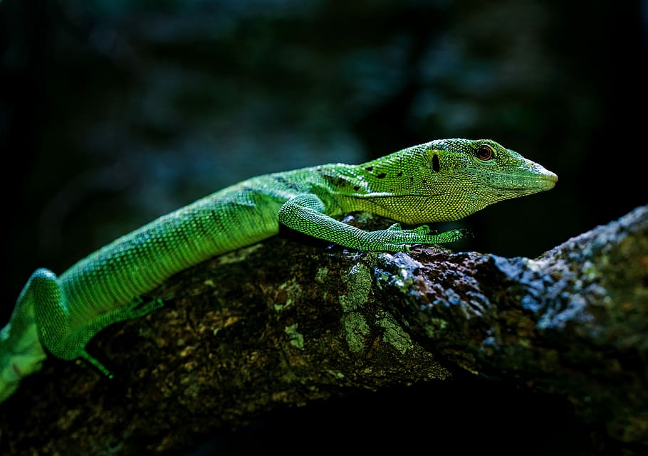 wildlife photography of green reptile, green lizard on brown tree HD wallpaper