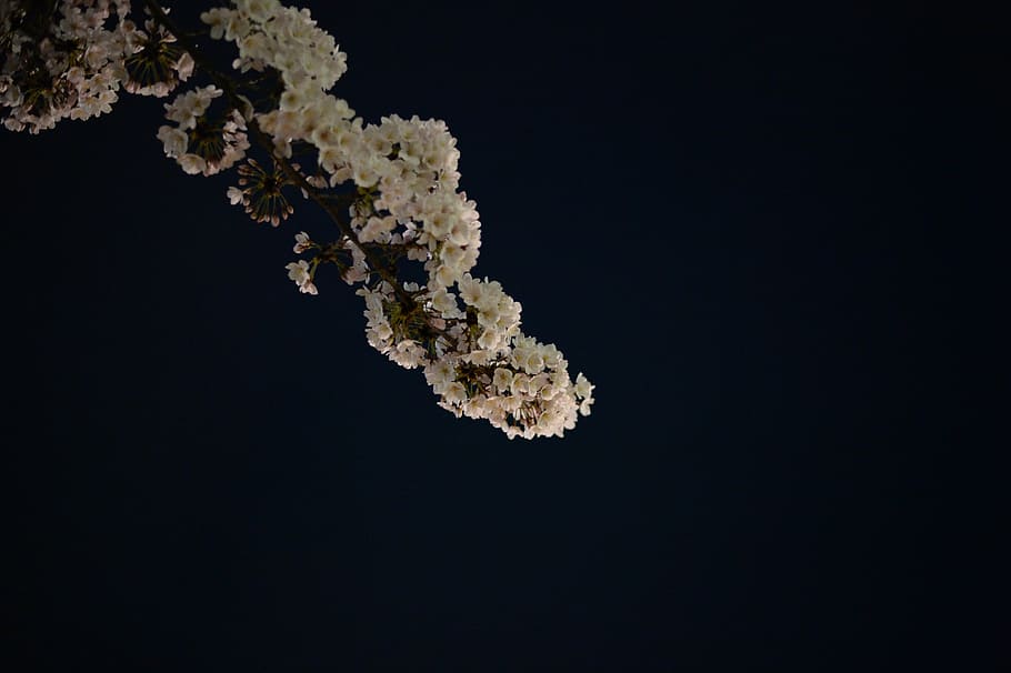 cherry, cherry blossoms, spring flowers, japan, in full bloom HD wallpaper
