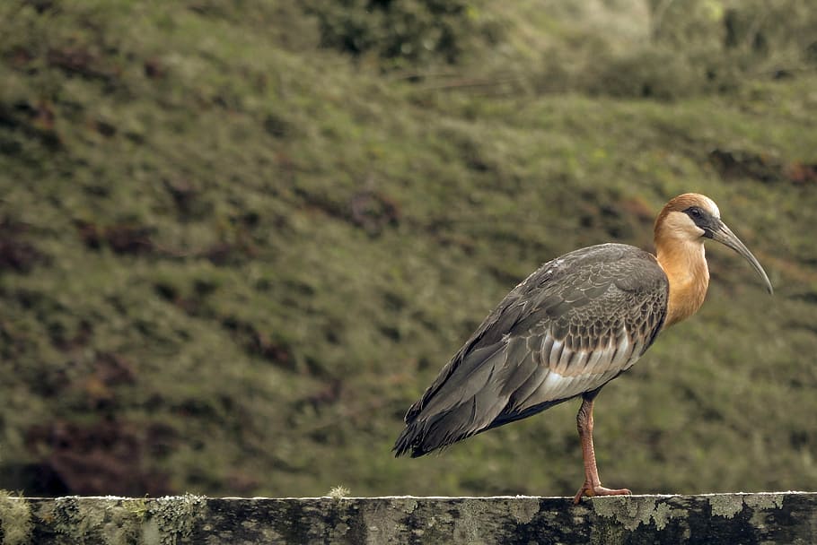 curucaca, bird, interior, paige, wildlife, animal, nature, beak HD wallpaper
