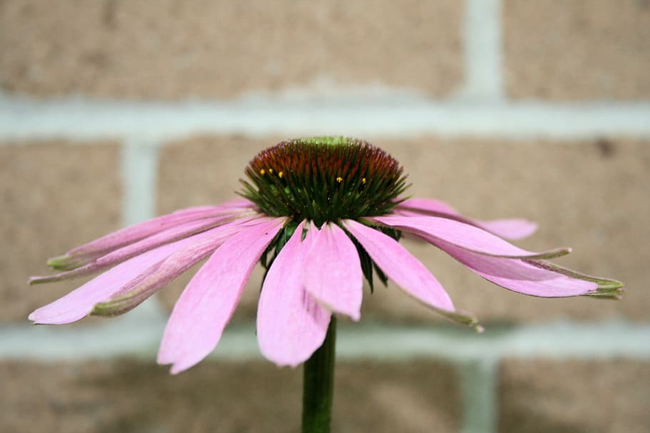 flower, coneflower, echinacea, daisy, pink, garden, plant, side view HD wallpaper