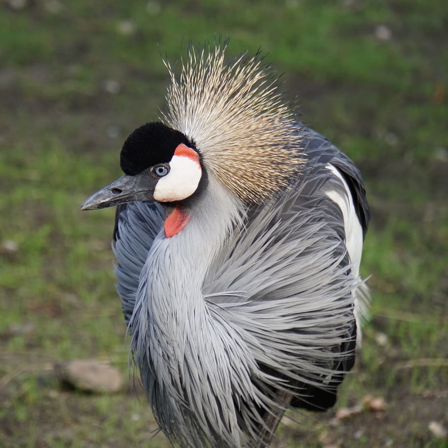 grey crowned crane, bird, animal world, nature, feather, headdress, HD wallpaper