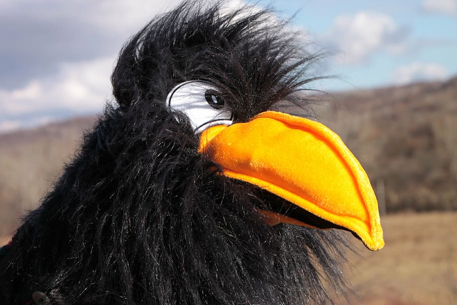 black, crow, games, plush, puppet, stuffed, yellow, funny, toys HD wallpaper