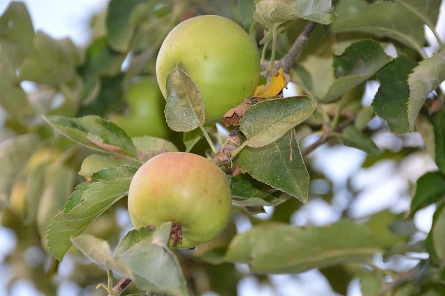 apple, fruit, apples, summer, tree, nature, healthy eating HD wallpaper