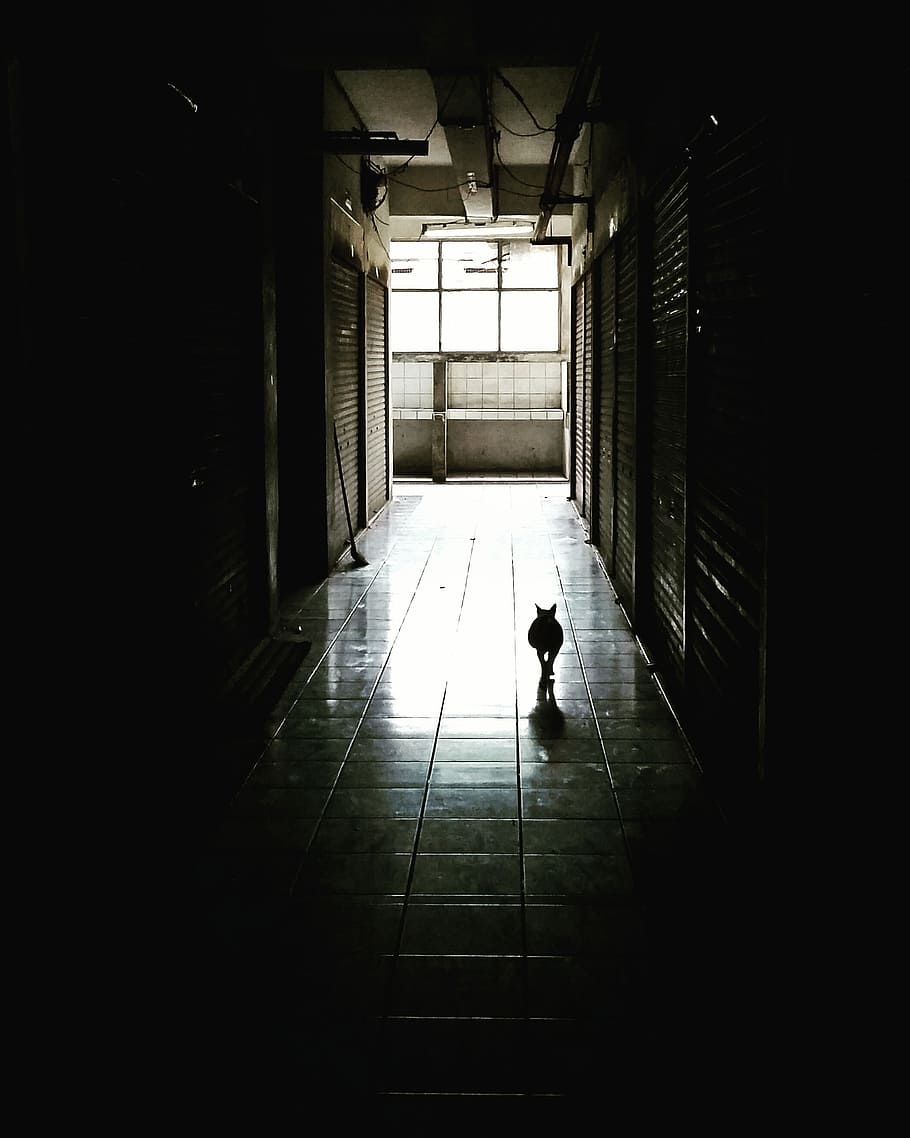 corridor, dark, cat, way, light, tunel, pet, scarry, architecture