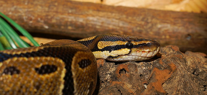 close photography of brown snake, python, ball python, python regius HD wallpaper
