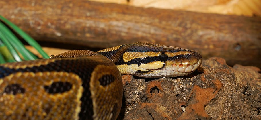 close photography of brown snake, python, ball python, python regius HD wallpaper