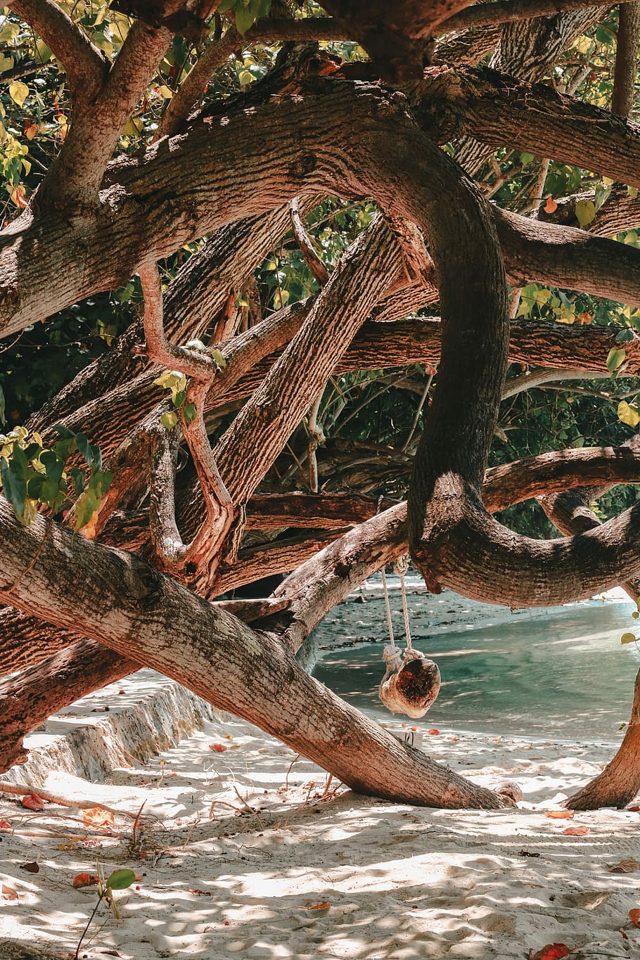 photo of mangrove by the sea, photo of maze tree trunk with swing on shoreline HD wallpaper