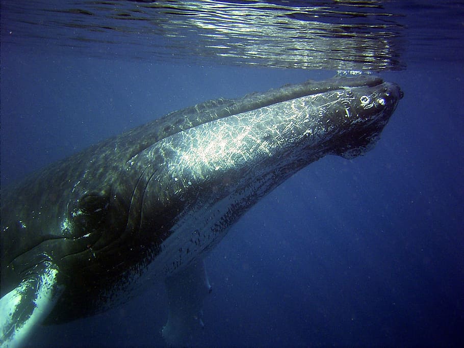 gray whale, humpback, sea, ocean, water, underwater, swimming, HD wallpaper