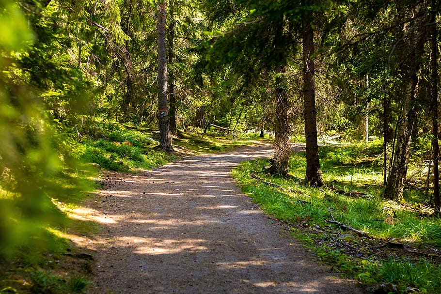 empty pathway surrounded by tree, forest, nordic forest, nature, HD wallpaper